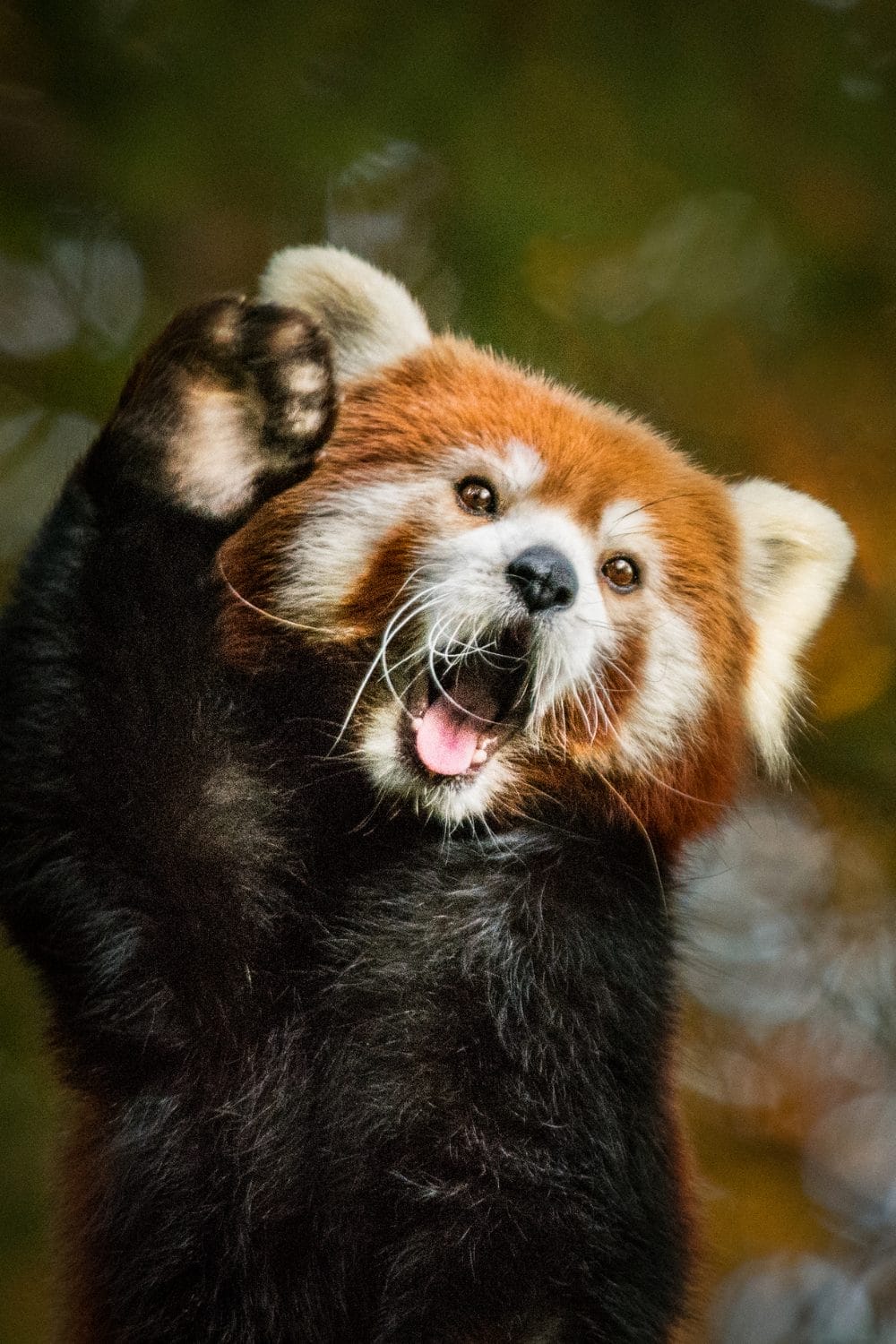 A red panda with reddish-brown fur raises one paw and appears to be smiling or playfully waving, evoking the playful spirit seen in the San Diego Zoo technology roadmap case study, with its mouth open and ears perked up against a blurred natural background.