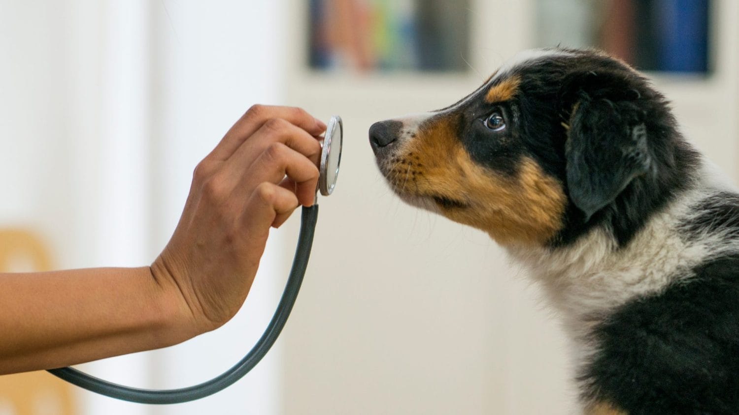 A person holds a stethoscope up to the nose of a black, brown, and white puppy, who is looking curiously at the instrument in a bright indoor setting.