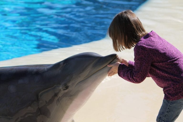 A young girl in a purple shirt leans over the edge of a pool, gently touching the mouth of a dolphin near the water’s surface on a sunny day.