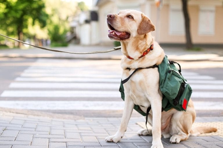 A yellow Labrador Retriever wearing a green service dog vest sits on a sidewalk by a crosswalk, looking up with its mouth open, outdoors on a sunny day.