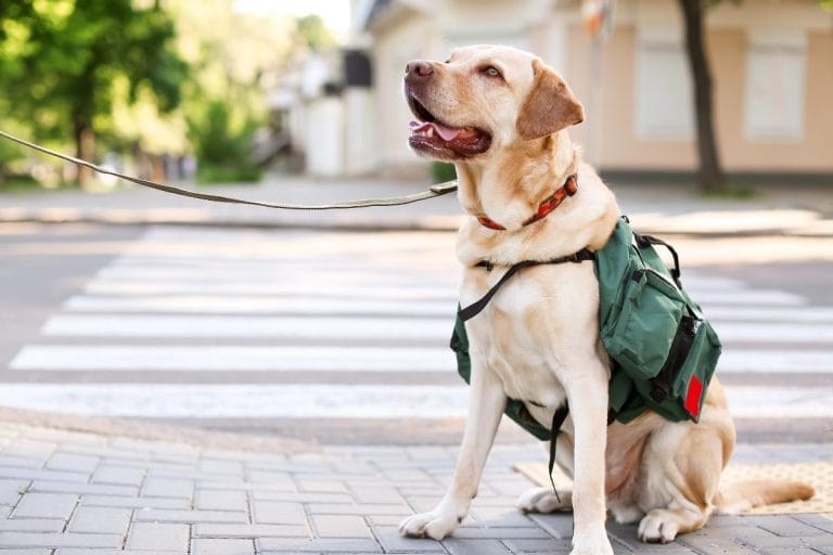 A yellow Labrador wearing a green backpack sits on a sidewalk near a crosswalk, looking alert with its mouth open and tongue out. The dog is leashed and there are trees and buildings in the background.