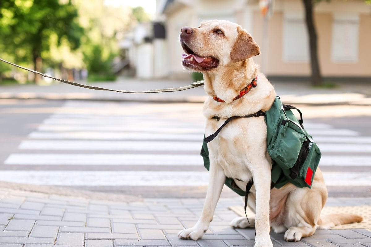 A yellow Labrador wearing a green backpack sits on a sidewalk near a crosswalk, looking alert with its mouth open and tongue out. The dog is leashed and there are trees and buildings in the background.