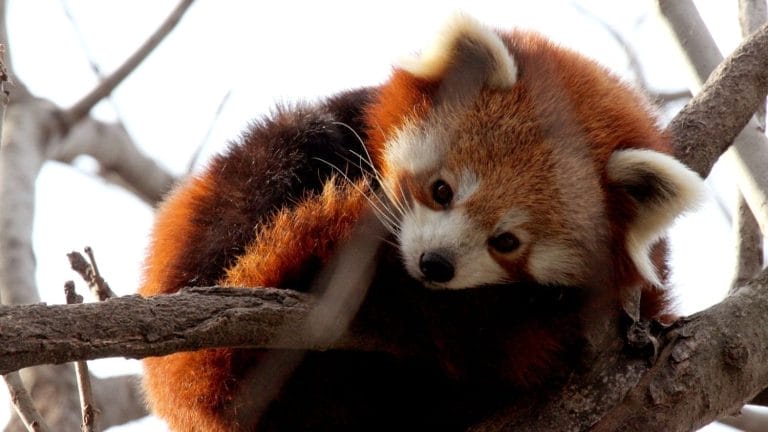 A red panda curled up on a tree branch, resting its head and looking toward the camera, with its bushy tail wrapped around its body.
