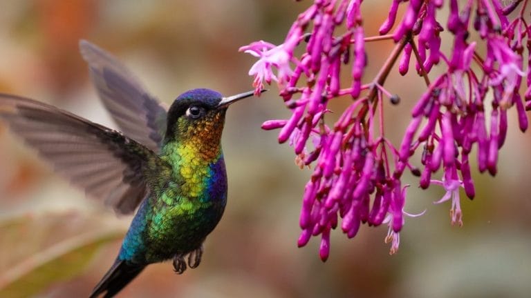 A iridescent green and blue hummingbird hovers near a cluster of bright pink tubular flowers, feeding with its beak. The background is softly blurred in warm tones.