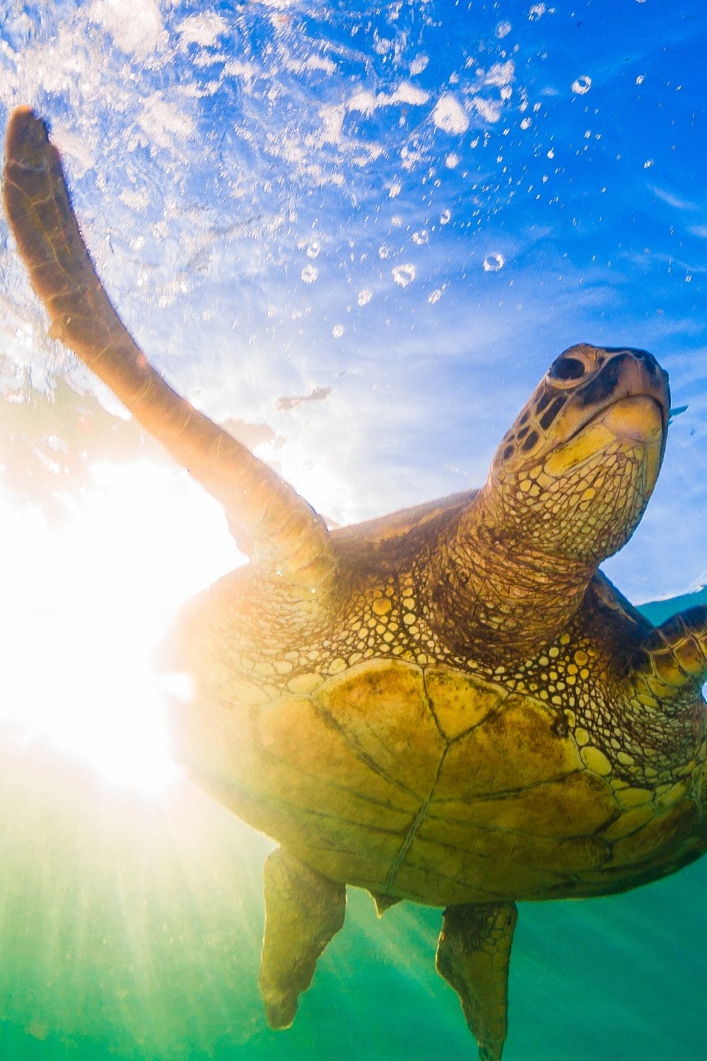 A sea turtle swims underwater, raising one flipper, with sunlight streaming through the water and bubbles rising to the surface against a blue and green background.
