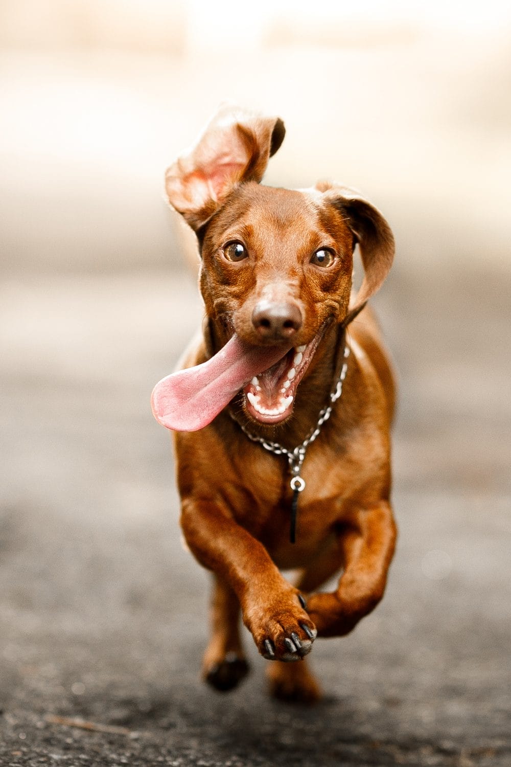 A happy brown dachshund dog running toward the camera with its mouth open, tongue hanging out, and ears flapping, wearing a chain collar, on a blurred outdoor background.
