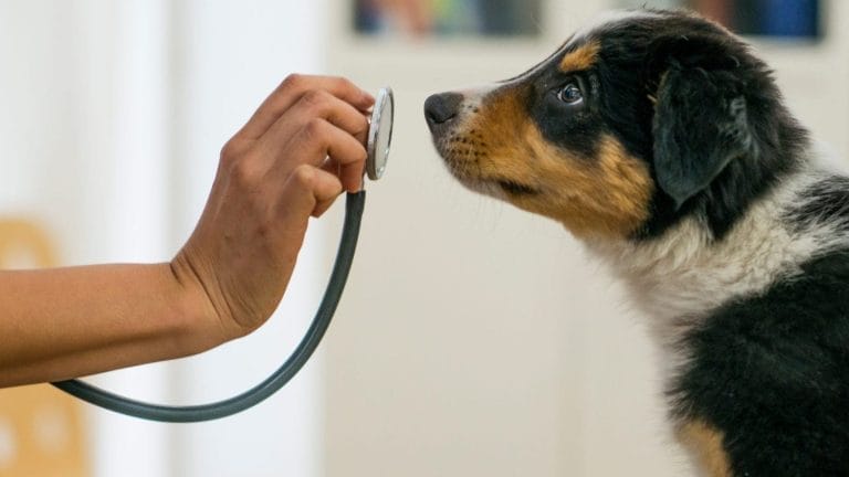 A veterinarian holds a stethoscope up to the nose of a young black, brown, and white dog during a check-up. The dog looks curiously at the stethoscope.