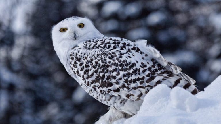 A snowy owl with yellow eyes and black markings sits on a mound of snow, looking back over its shoulder. The background is blurred with dark trees and more snow.