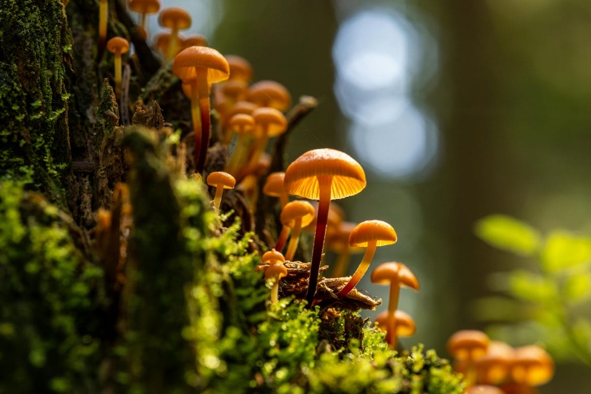 Small orange mushrooms with thin stems grow on a mossy tree trunk in a forest, illuminated by warm, dappled sunlight. The background is softly blurred with green and light tones.