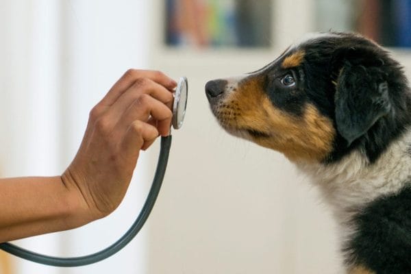 dog stethoscope humane society A veterinarian holds a stethoscope in front of a curious black, brown, and white puppy, who is sniffing it during a check-up. The background is softly blurred.